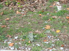 Verbascum pulverulentum