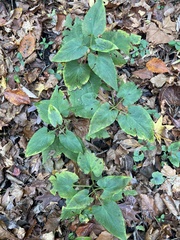 Dioscorea villosa