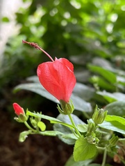 Malvaviscus arboreus