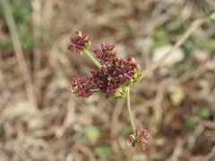 Seseli montanum