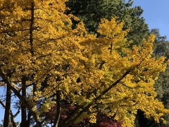 Ginkgo