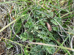 Seseli montanum
