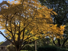 Ginkgo