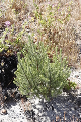 Seriphium cinereum