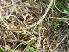 Seseli montanum