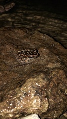 Pulchrana
