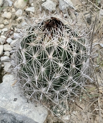 Coryphantha sulcata