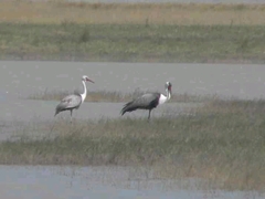 Bugeranus carunculatus