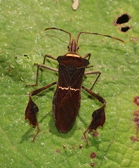 Leptoglossus macrophyllus