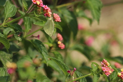 Pieris rapae rapae