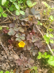 Oxalis corniculata