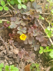 Oxalis corniculata
