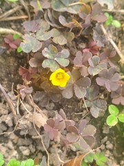 Oxalis corniculata
