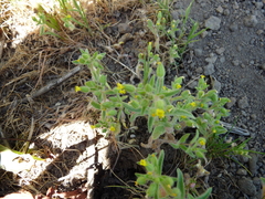 Mimetanthe pilosa
