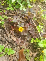 Oxalis corniculata