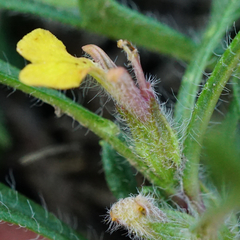 Ajuga chamaepitys