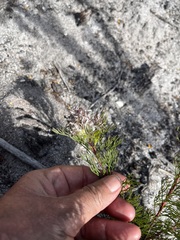 Serruria rostellaris