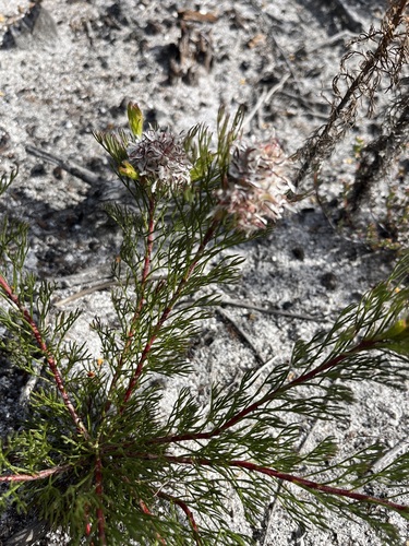 Image of Serruria rostellaris by (c) Charleen Brunke, some rights reserved (CC BY)