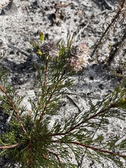 Serruria rostellaris