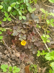 Oxalis corniculata