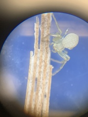 Misumessus oblongus