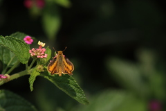 Hylephila phyleus phyleus