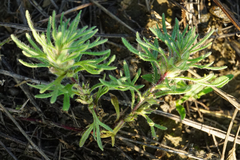 Ajuga chamaepitys