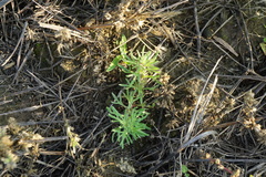 Ajuga chamaepitys