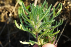 Ajuga chamaepitys