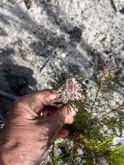 Serruria rostellaris