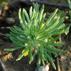 Ajuga chamaepitys