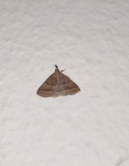 Pechipogo plumigeralis