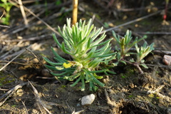 Ajuga chamaepitys