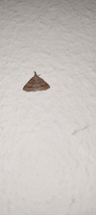 Pechipogo plumigeralis