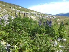 Aconitum burnatii