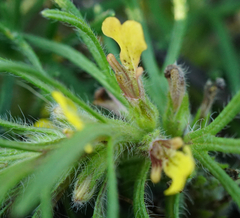 Ajuga chamaepitys