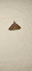 Pechipogo plumigeralis