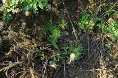 Ajuga chamaepitys