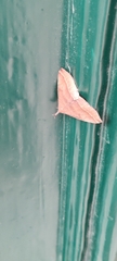 Pechipogo plumigeralis