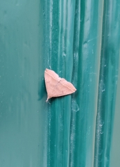 Pechipogo plumigeralis