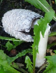 Coprinus comatus