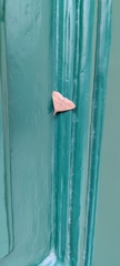 Pechipogo plumigeralis