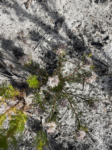 Remote Spiderhead (Serruria rostellaris)