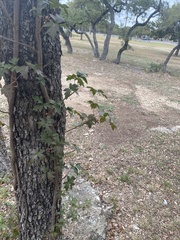 Toxicodendron radicans