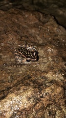 Pulchrana