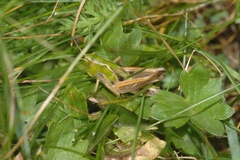 Stenobothrus lineatus