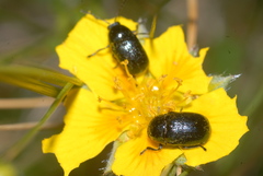 Cryptocephalus violaceus