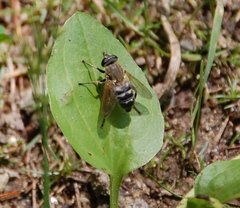 Polydontomyia curvipes