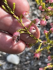 Erica spumosa