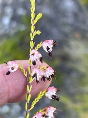 Erica spumosa